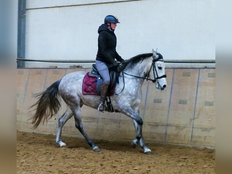 Andaluces Yegua 4 años 154 cm Tordo in Neustadt (Wied)