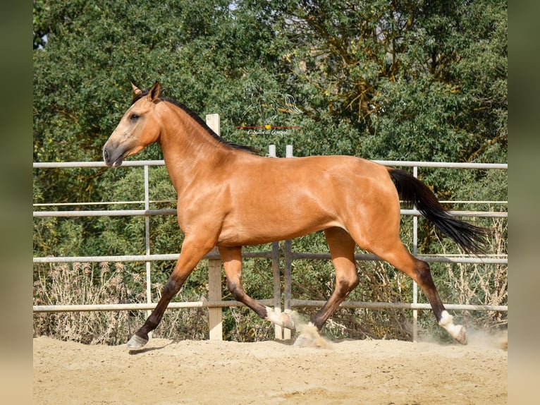 Andaluces Yegua 4 años 155 cm Bayo in Würzburg