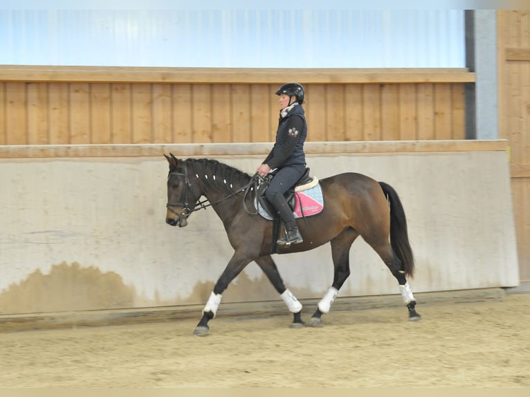 Andaluces Yegua 4 años 155 cm Castaño oscuro in Wellheim
