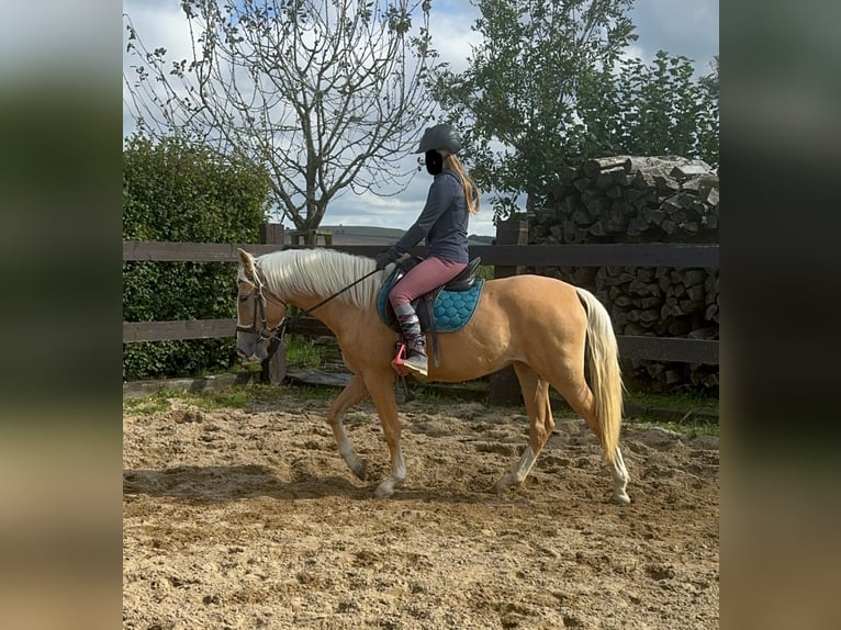 Andaluces Yegua 4 años 155 cm Palomino in Daleiden