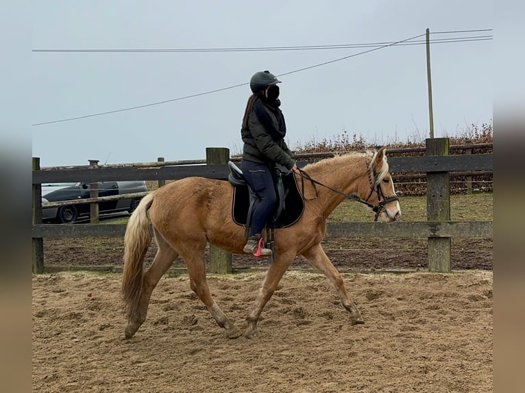 Andaluces Yegua 4 años 155 cm Palomino in Daleiden