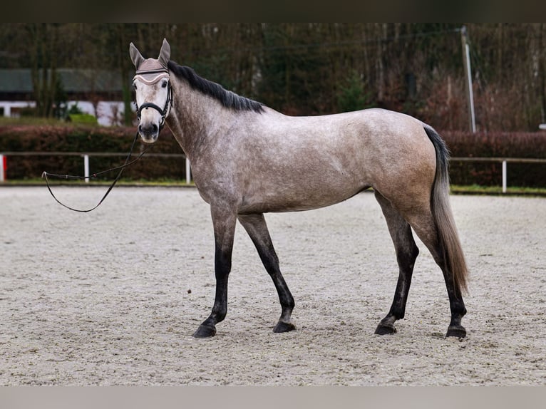 Andaluces Yegua 4 años 155 cm Tordo in Neustadt (Wied)