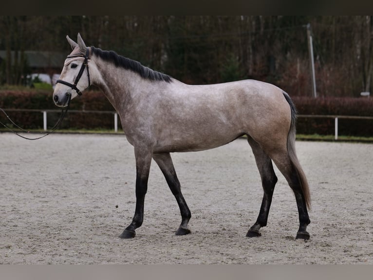 Andaluces Yegua 4 años 155 cm Tordo in Neustadt (Wied)