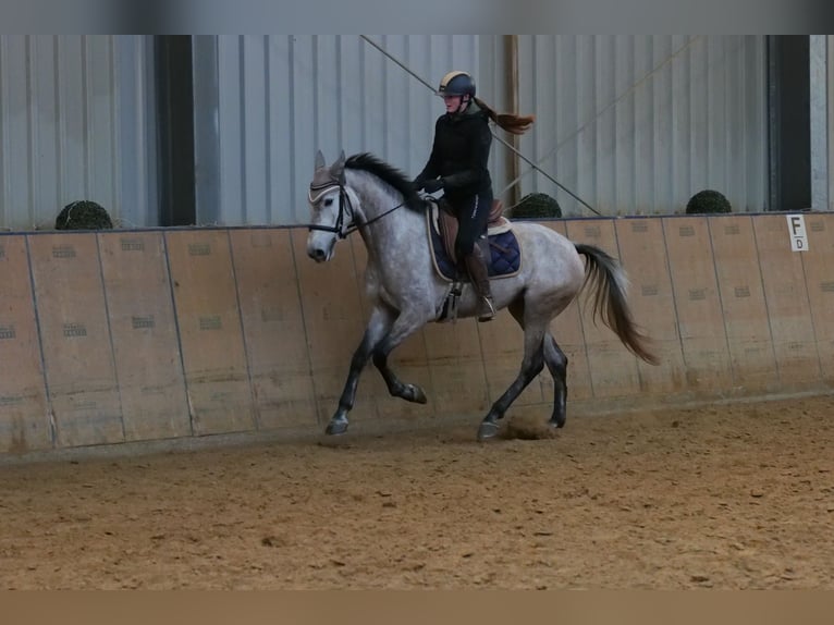 Andaluces Yegua 4 años 155 cm Tordo in Neustadt (Wied)