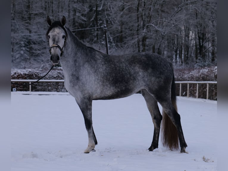 Andaluces Yegua 4 años 155 cm Tordo rodado in Neustadt (Wied)