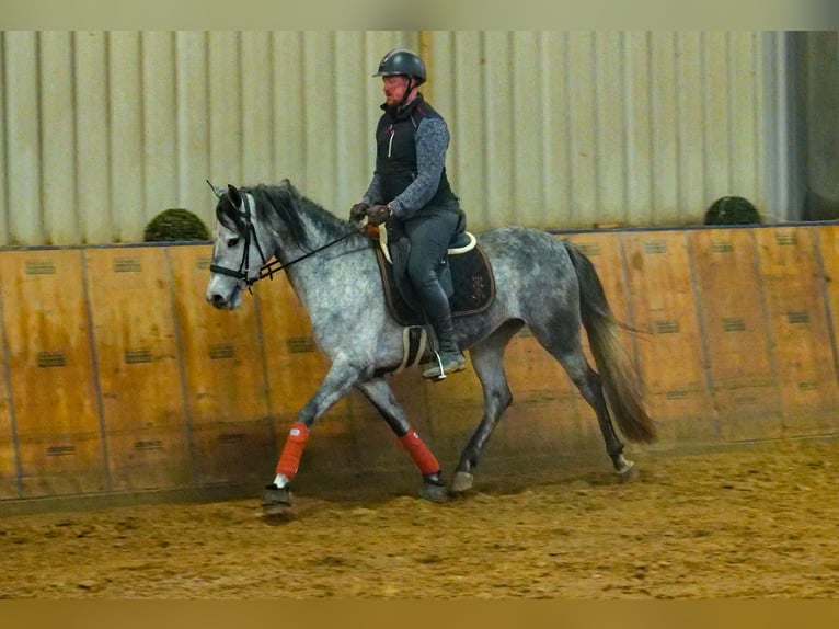 Andaluces Yegua 4 años 155 cm Tordo rodado in Neustadt (Wied)