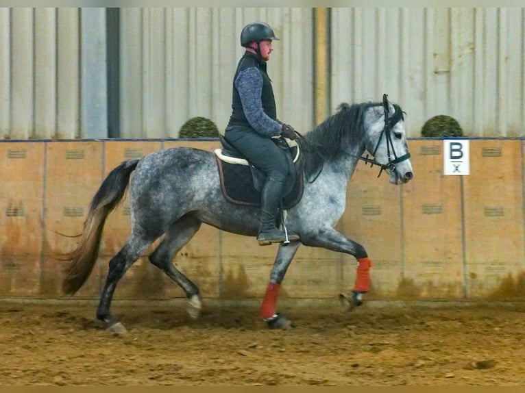 Andaluces Yegua 4 años 155 cm Tordo rodado in Neustadt (Wied)