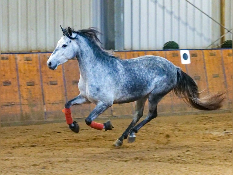 Andaluces Yegua 4 años 155 cm Tordo rodado in Neustadt (Wied)