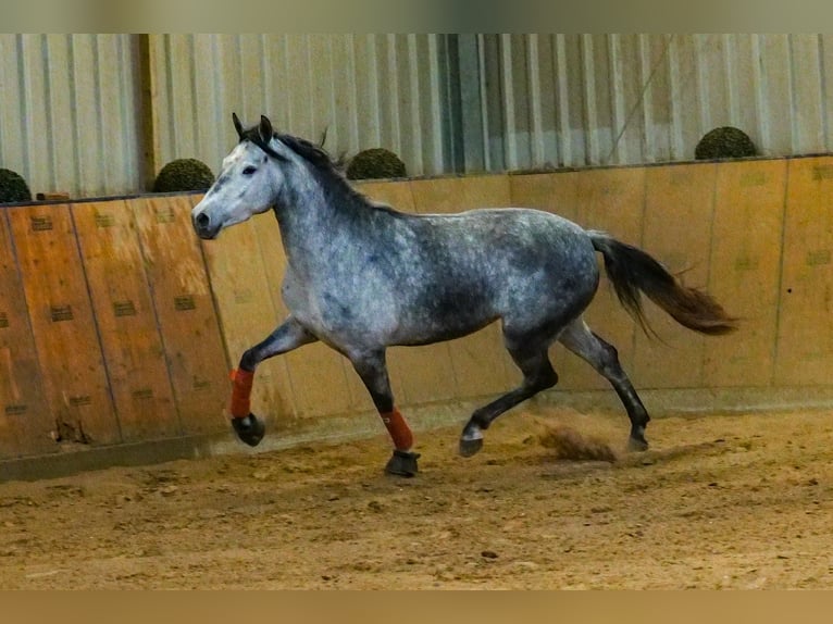 Andaluces Yegua 4 años 155 cm Tordo rodado in Neustadt (Wied)