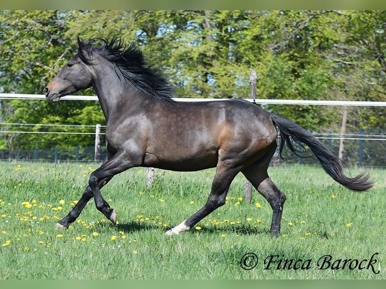Andaluces Yegua 4 años 156 cm Morcillo in Wiebelsheim