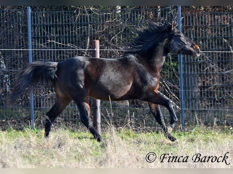 Andaluces Yegua 4 años 156 cm Morcillo in Wiebelsheim