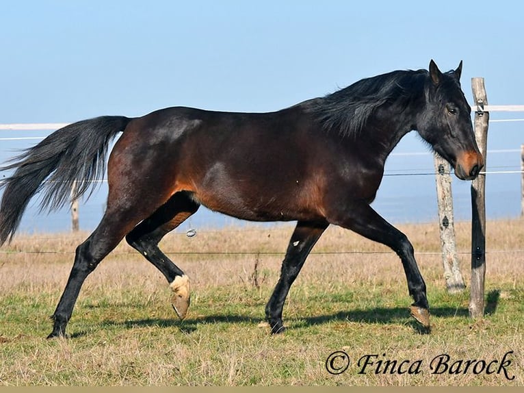 Andaluces Yegua 4 años 156 cm Morcillo in Wiebelsheim