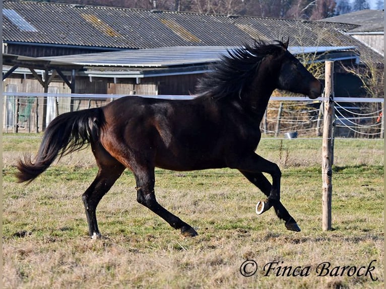 Andaluces Yegua 4 años 156 cm Morcillo in Wiebelsheim