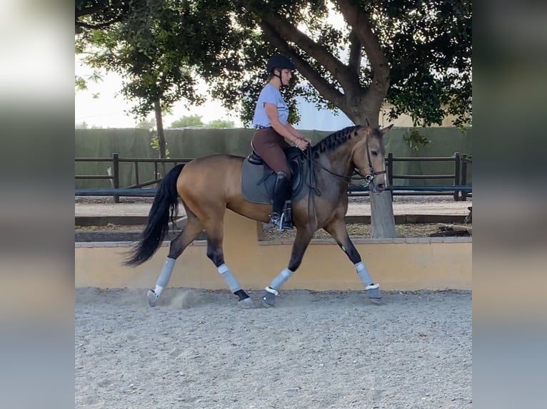 Andaluces Yegua 4 años 157 cm Buckskin/Bayo in Martfeld