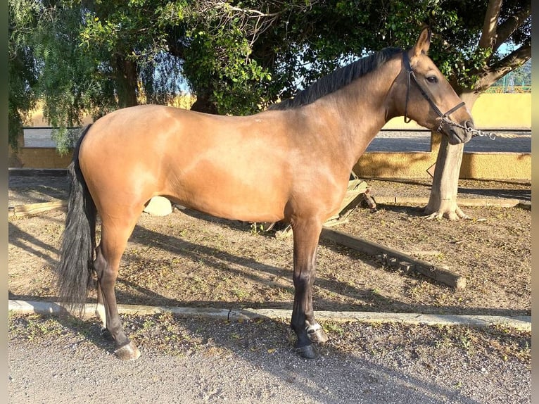 Andaluces Yegua 4 años 157 cm Buckskin/Bayo in Martfeld