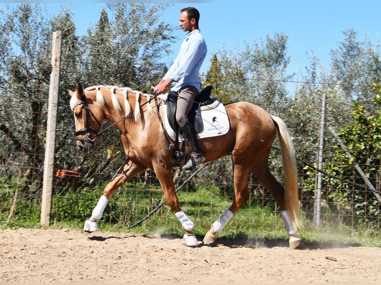 Andaluces Yegua 4 años 157 cm in Provinz Granada