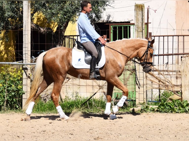 Andaluces Yegua 4 años 157 cm in Provinz Granada