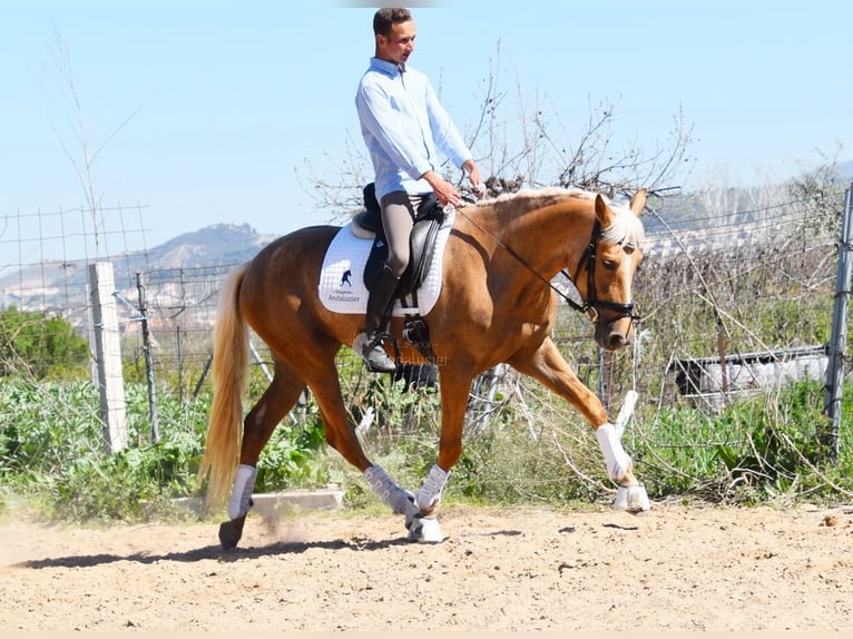 Andaluces Yegua 4 años 157 cm in Provinz Granada