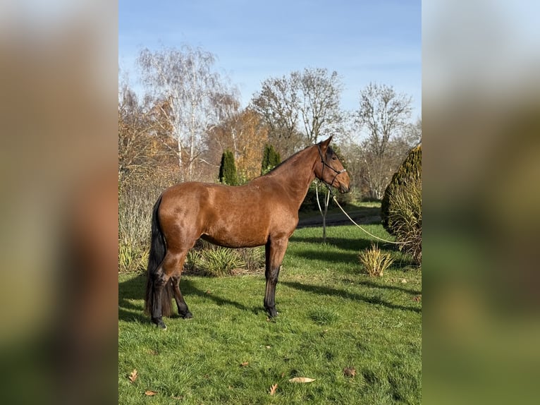 Andaluces Yegua 4 años 157 cm Castaño in Achstetten
