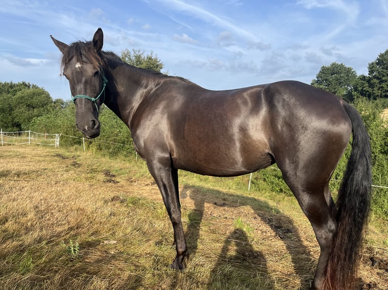 Andaluces Yegua 4 años 157 cm Morcillo in Wetter