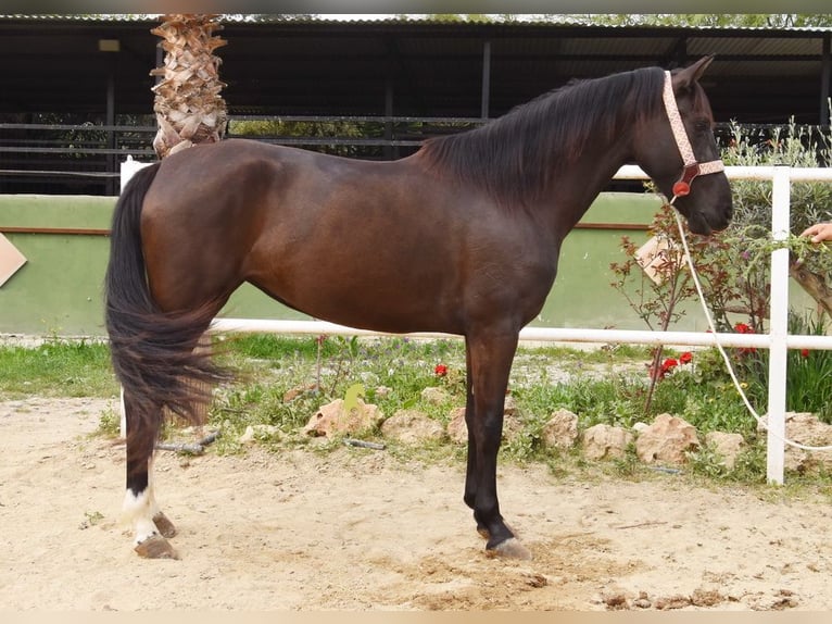 Andaluces Yegua 4 años 158 cm Negro in Provinz Malaga