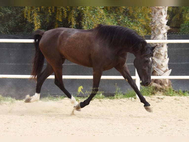 Andaluces Yegua 4 años 158 cm Negro in Provinz Malaga