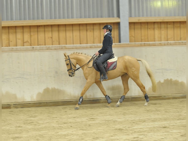 Andaluces Yegua 4 años 158 cm Palomino in Wellheim