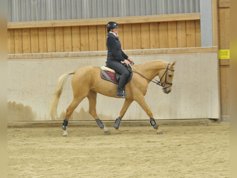 Andaluces Yegua 4 años 158 cm Palomino in Wellheim