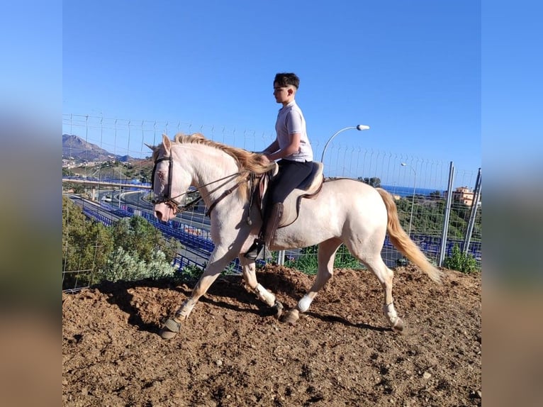 Andaluces Yegua 4 años 159 cm Perlino in Carde&#xF1;a