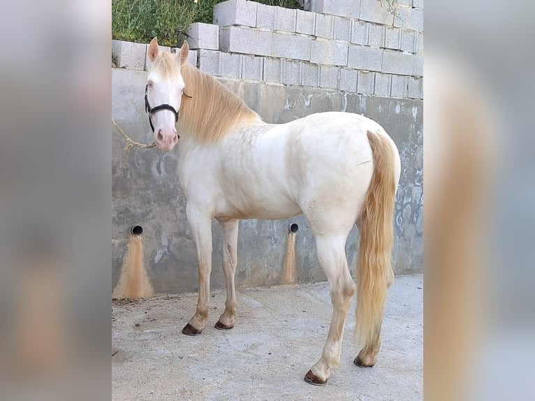 Andaluces Yegua 4 años 159 cm Perlino in Carde&#xF1;a