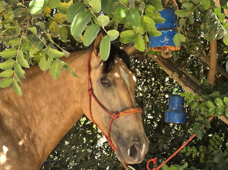 Andaluces Yegua 4 años 160 cm Buckskin/Bayo in Vejer de la Frontera