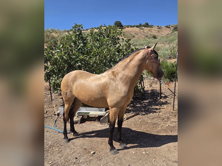 Andaluces Yegua 4 años 160 cm Buckskin/Bayo in Vejer de la Frontera