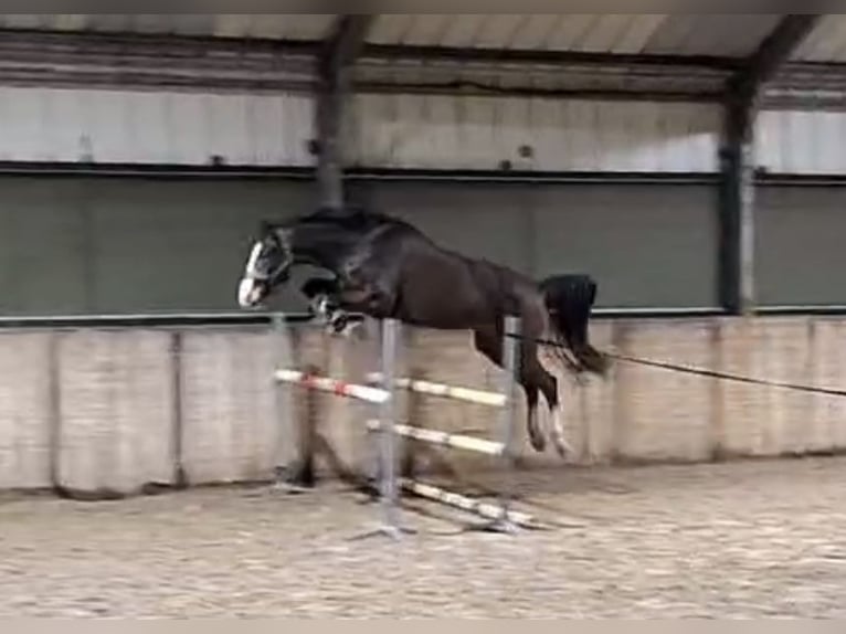 Andaluces Yegua 4 años 160 cm Castaño in Rinsumageast