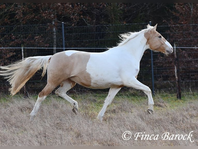 Andaluces Mestizo Yegua 4 años 161 cm Pío in Wiebelsheim
