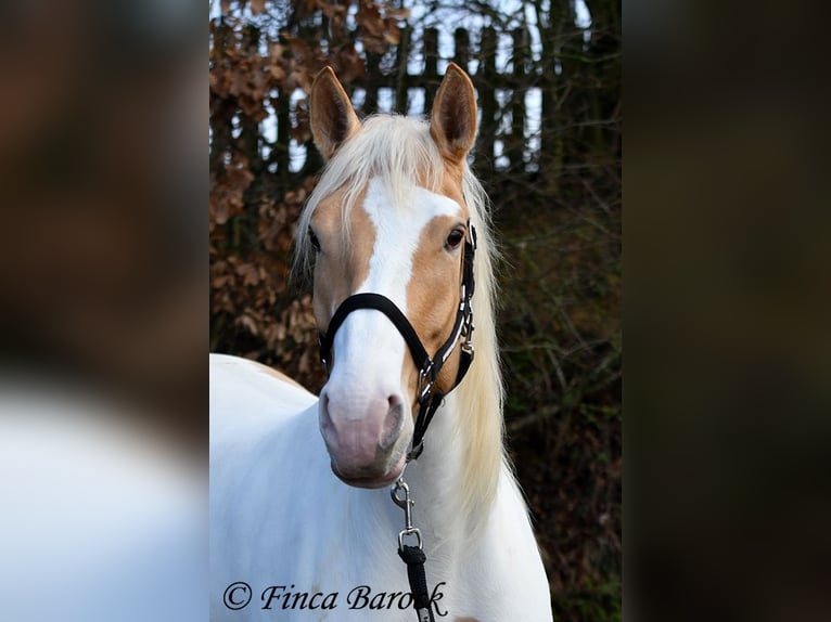 Andaluces Mestizo Yegua 4 años 161 cm Pío in Wiebelsheim