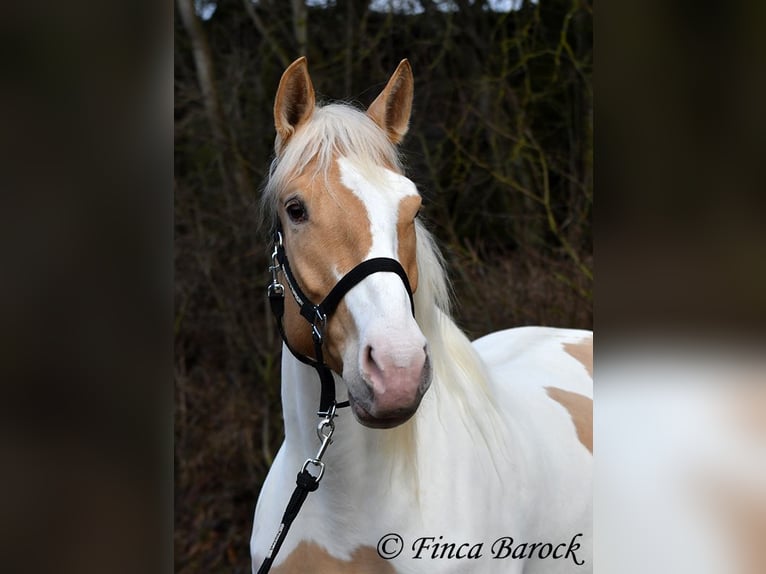 Andaluces Mestizo Yegua 4 años 161 cm Pío in Wiebelsheim