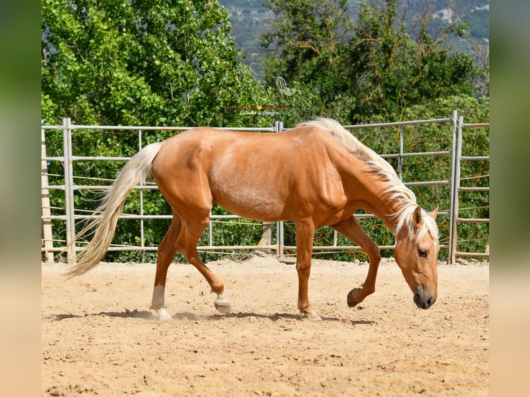 Andaluces Yegua 4 años 163 cm Palomino in Malaga