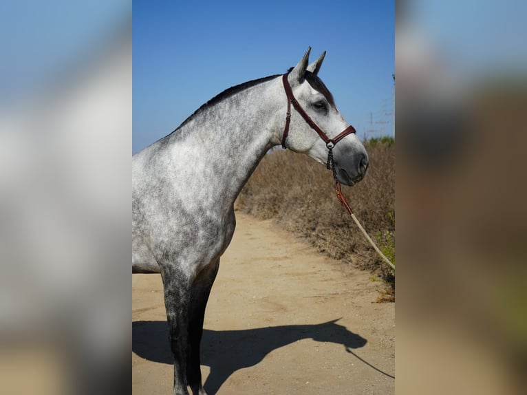 Andaluces Yegua 4 años 163 cm Tordo in Corona, CA