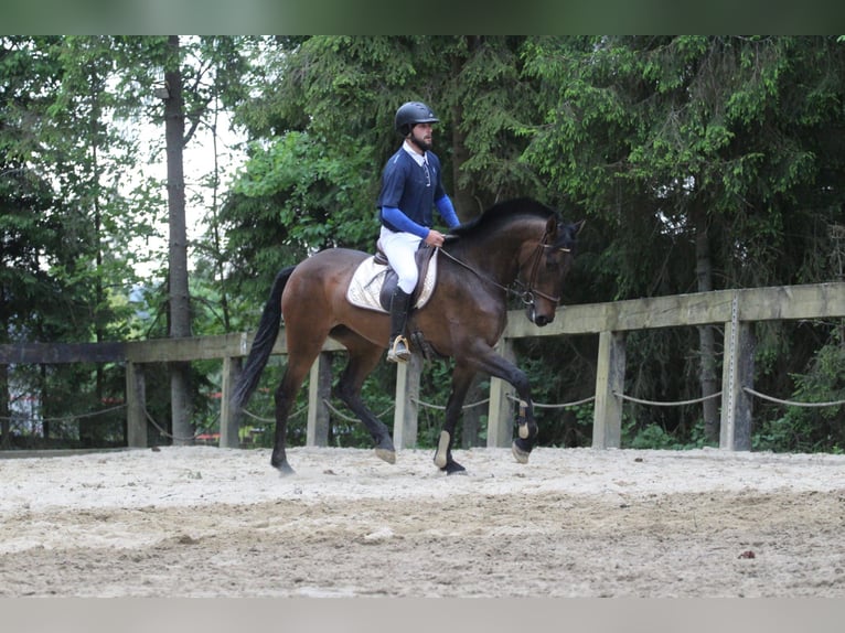 Andaluces Yegua 4 años 164 cm Castaño oscuro in Gronków