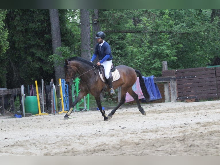 Andaluces Yegua 4 años 164 cm Castaño oscuro in Gronków