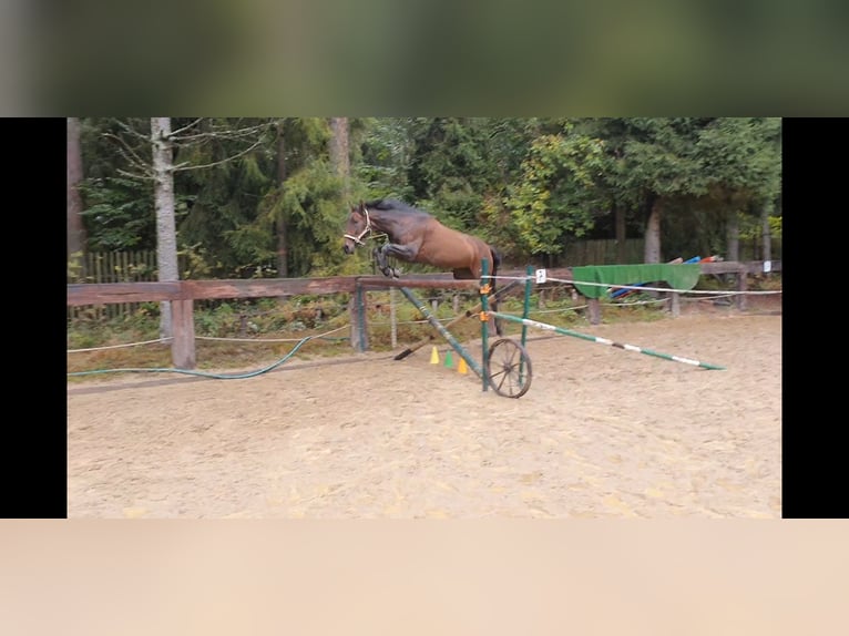 Andaluces Yegua 4 años 164 cm Castaño oscuro in Gronków