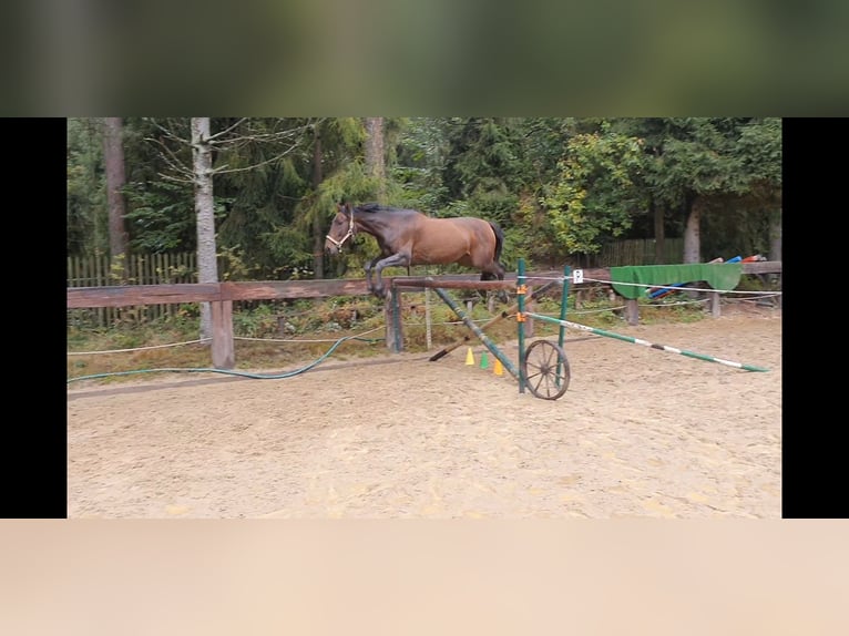 Andaluces Yegua 4 años 164 cm Castaño oscuro in Gronków