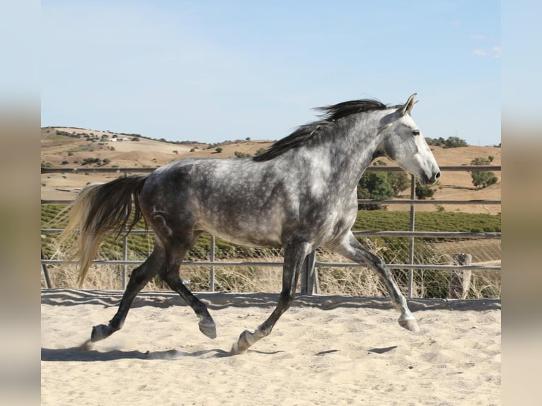 Andaluces Yegua 4 años 164 cm Tordo in Vejer de la Frontera