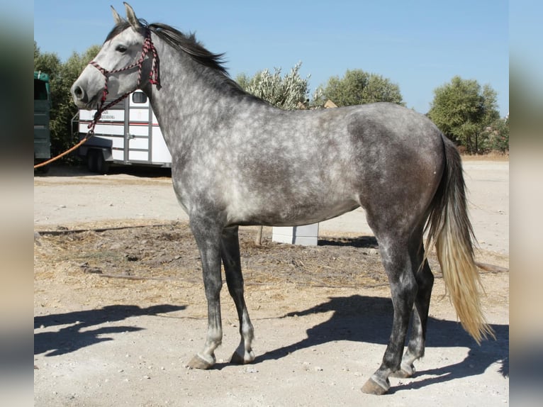 Andaluces Yegua 4 años 164 cm Tordo in Vejer de la Frontera