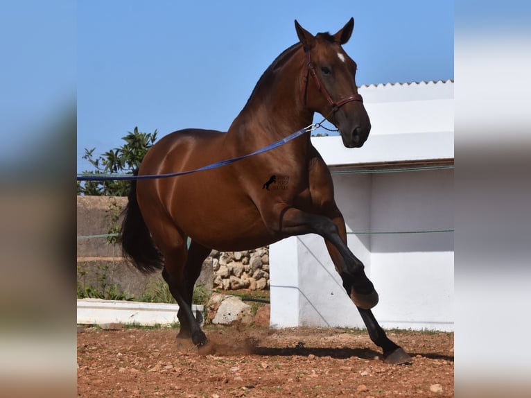 Andaluces Yegua 4 años 170 cm Castaño in Menorca