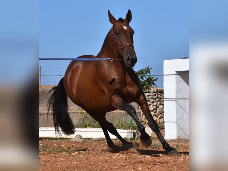 Andaluces Yegua 4 años 170 cm Castaño in Menorca