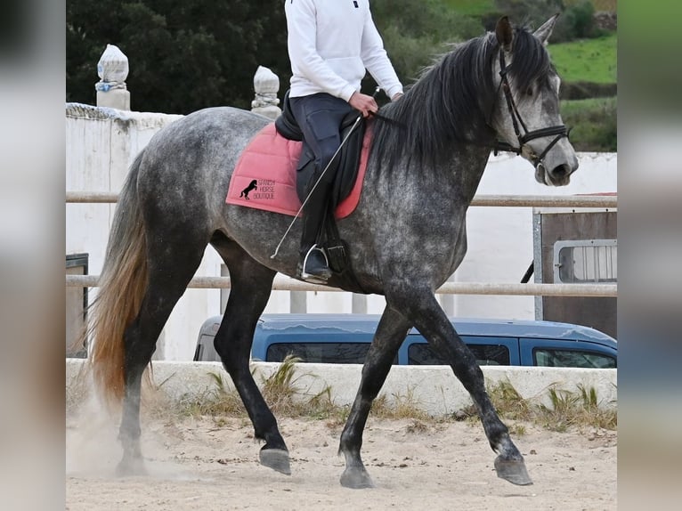 Andaluces Yegua 4 años 170 cm Tordo in Menorca