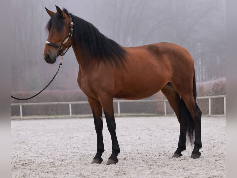 Andaluces Yegua 5 años 153 cm Castaño in Neustadt (Wied)