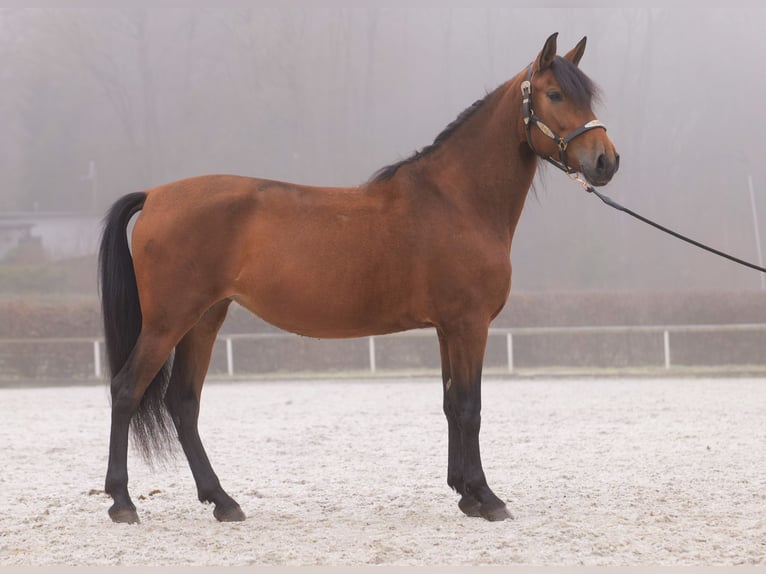 Andaluces Yegua 5 años 153 cm Castaño in Neustadt (Wied)