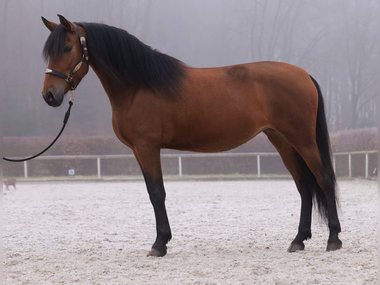 Andaluces Yegua 5 años 153 cm Castaño in Neustadt (Wied)